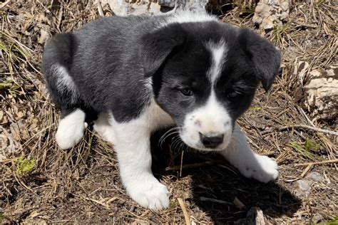 Dogs for sale in montana - Dog and Cat for adoption in Montana - help save a life by providing a new home!